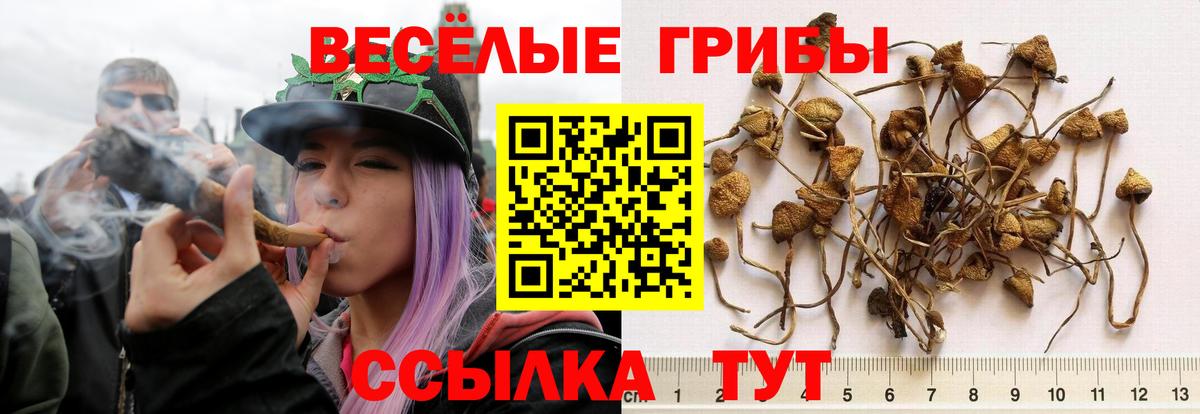 Псилоцибиновые грибы Psilocybe Таганрог